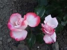 Bild der Rose 'Nostalgie' (Edelrose)