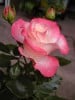 Bild der Rose 'Nostalgie' (Edelrose)