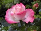Bild der Rose 'Nostalgie' (Edelrose)