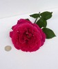 Oklahoma (Edelrose) Bild der Rose 'Oklahoma' (Edelrose)