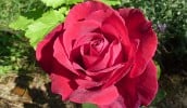 Oklahoma (Edelrose) Bild der Rose 'Oklahoma' (Edelrose)