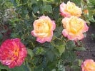 Orient Express (Edelrose) Bild der Rose 'Orient Express' (Edelrose)