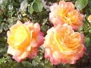 Orient Express (Edelrose) Bild der Rose 'Orient Express' (Edelrose)