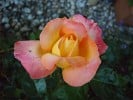 Orient Express (Edelrose) Bild der Rose 'Orient Express' (Edelrose)