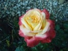 Orient Express (Edelrose) Bild der Rose 'Orient Express' (Edelrose)