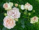 Pastella (Edelrose) Bild der Rose 'Pastella' (Edelrose)