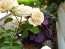 Pastella (Edelrose) Bild der Rose 'Pastella' (Edelrose)