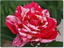 Bild der Rose 'Philatelie' (Edelrose)
