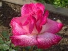 Rose Gaujard (Edelrose) Bild der Rose 'Rose Gaujard' (Edelrose)