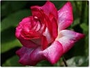 Rose Gaujard (Edelrose) Bild der Rose 'Rose Gaujard' (Edelrose)
