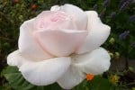 Schloß Ippenburg (Edelrose) Bild der Rose 'Schloß Ippenburg' (Edelrose)