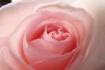 Schloß Ippenburg (Edelrose) Bild der Rose 'Schloß Ippenburg' (Edelrose)