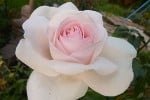 Schloß Ippenburg (Edelrose) Bild der Rose 'Schloß Ippenburg' (Edelrose)