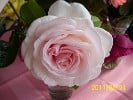 Schloß Ippenburg (Edelrose) Bild der Rose 'Schloß Ippenburg' (Edelrose)