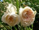 Sebastian Kneipp (Edelrose) Bild der Rose 'Sebastian Kneipp' (Edelrose)