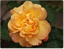 Speelwark (Edelrose) Bild der Rose 'Speelwark' (Edelrose)