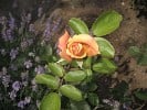 Bild der Rose 'Sutters Gold' (Edelrose)