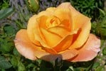 Bild der Rose 'Sutters Gold' (Edelrose)