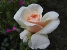 Bild der Rose 'Sweet Revelation' (Edelrose)