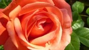 Troika (Edelrose) Bild der Rose 'Troika' (Edelrose)