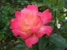 Bild der Rose 'Variete' (Edelrose)