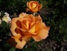 Whisky (Edelrose) Bild der Rose 'Whisky' (Edelrose)