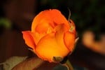 Whisky (Edelrose) Bild der Rose 'Whisky' (Edelrose)
