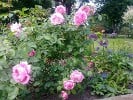 Ausbord (Englische Rose) Bild der Rose 'Ausbord' (Englische Rose)