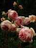 Bild der Rose 'Auscot' (Englische Rose)