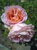 Bild der Rose 'Auscot' (Englische Rose)