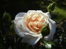 Bild der Rose 'Ausfather' (Englische Rose)