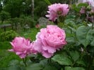 Ausmary (Englische Rose) Bild der Rose 'Ausmary' (Englische Rose)