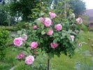 Ausmary (Englische Rose) Bild der Rose 'Ausmary' (Englische Rose)