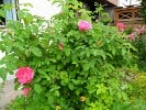 Ausmary (Englische Rose) Bild der Rose 'Ausmary' (Englische Rose)