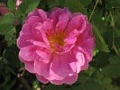 Ausmary (Englische Rose) Bild der Rose 'Ausmary' (Englische Rose)