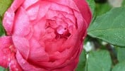 Benjamin Britten (Englische Rose) Bild der Rose 'Benjamin Britten' (Englische Rose)