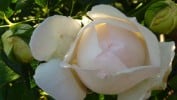 Bild der Rose 'Claire Austin' (Englische Rose)