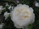 Bild der Rose 'Claire Austin' (Englische Rose)