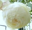 Bild der Rose 'Claire Austin' (Englische Rose)