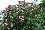 Constance Spry (Englische Rose) Bild der Rose 'Constance Spry' (Englische Rose)