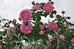 Constance Spry (Englische Rose) Bild der Rose 'Constance Spry' (Englische Rose)