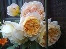 Crown Princess Margareta (Englische Rose) Bild der Rose 'Crown Princess Margareta' (Englische Rose)