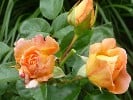 Crown Princess Margareta (Englische Rose) Bild der Rose 'Crown Princess Margareta' (Englische Rose)