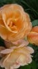 Crown Princess Margareta (Englische Rose) Bild der Rose 'Crown Princess Margareta' (Englische Rose)
