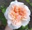 Evelyn (Englische Rose) Bild der Rose 'Evelyn' (Englische Rose)