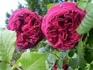 Falstaff (Englische Rose) Bild der Rose 'Falstaff' (Englische Rose)