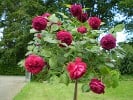 Falstaff (Englische Rose) Bild der Rose 'Falstaff' (Englische Rose)