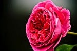 Falstaff (Englische Rose) Bild der Rose 'Falstaff' (Englische Rose)