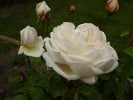 Bild der Rose 'Glamis Castle' (Englische Rose)