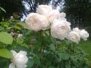 Bild der Rose 'Glamis Castle' (Englische Rose)